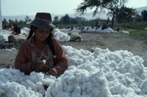 Girl with harvested cotton bols.American Peruvian South America Hispanic Latin America Latino American Peruvian South America Hispanic Latin America Latino