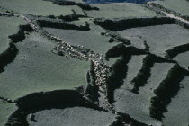 Aerial view over flock of sheep being taken out to pasture in terraced fields.American Bolivian South America Hispanic Latin America Latino American Bolivian South America Hispanic Latin America Lat...