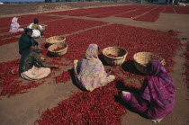 Women sorting dried chillies laid out on the groundAsia Asian Bharat Inde Indian Intiya  Asia Asian Bharat Inde Indian Intiya