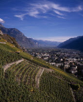 Elevated view east along Rhone Valley above Vineyards and townEuropean Schweiz Suisse Svizzera Swiss Western Europe Wallis Polynesia Scenic Valais Many Islands Pacific Islands Polynesian Farming Agra...