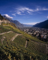 Elevated view east along Rhone Valley above Vinyards and townEuropean Schweiz Suisse Svizzera Swiss Western Europe Wallis Polynesia Scenic Valais Many Islands Pacific Islands Polynesian Farming Agrai...