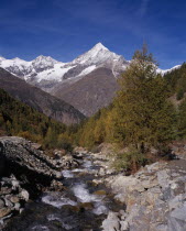 River Taschbach with the Snow capped Weisshorn  Mountain 4506metres  14757ft   on skyline. Trees in autumn colours.European Schweiz Suisse Svizzera Swiss Western Europe Wallis Polynesia Scenic Valais...