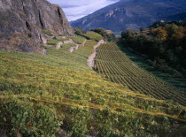 Small vineyard between the ruined fort of Tourbillon and Chateaude de Valere in the Rhone Valley.European Schweiz Suisse Svizzera Swiss Western Europe Wallis Polynesia Scenic Valais Many Islands Paci...