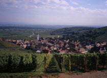 Katzenthal. View through Vineyards towards village European French Western Europe Scenic Farming Agraian Agricultural Growing Husbandry  Land Producing Raising