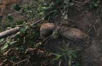 Freshly dug yams.African Nigerian Western Africa Farming Agraian Agricultural Growing Husbandry  Land Producing Raising