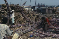 Sugar cane at marketAfrican Nigerian Western Africa