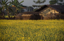 Meghauli Village house seen from across a field of  yellow mustard cropAsia Asian Nepalese  Scenic Farming Agraian Agricultural Growing Husbandry  Land Producing Raising