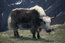 Yak grazing below the Jangla BhanjyangAsia Asian Nepalese Scenic Farming Agraian Agricultural Growing Husbandry  Land Producing Raising