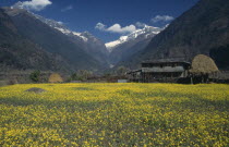 Siklis Trek. View across Mustard field towards building and the snow capped mountains Machhapuchhare on the left and the Annapurna IV on the right in the background.Asia Asian Nepalese Scenic Farming...