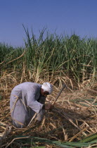 Sugar Harvest. Man working amongst cropAfrican Middle East North Africa Male Men Guy Male Man Guy Farming Agraian Agricultural Growing Husbandry  Land Producing Raising One individual Solo Lone Solit...