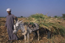 Sugar Harvest.  A man leading a donkey carrying bundles of cropAfrican Middle East North Africa Male Men Guy Male Man Guy Farming Agraian Agricultural Growing Husbandry  Land Producing Raising