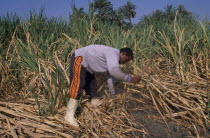 Sugar Harvest.  A man working amongst cropAfrican Middle East North Africa Male Men Guy Male Man Guy Farming Agraian Agricultural Growing Husbandry  Land Producing Raising One individual Solo Lone So...