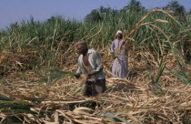 Sugar Harvest. Two men working amongst cropAfrican Middle East North Africa Male Man Guy Male Men Guy 2 Farming Agraian Agricultural Growing Husbandry  Land Producing Raising