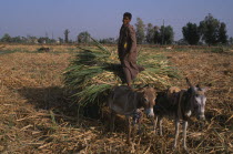 Sugar Harvest. A young man smiling standing on cart pulled by donkeys carrying bundles of crop in fieldAfrican Middle East North Africa Happy Male Men Guy Contented Male Man Guy Farming Agraian Agric...