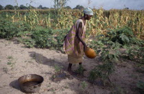 Woman watering plants and saplings in tree nursery.African Female Women Girl Lady Gambian Western Africa Farming Agraian Agricultural Growing Husbandry  Land Producing Raising Female Woman Girl Lady...