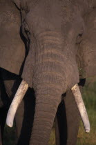 Head shot of elephant.African Eastern Africa Kenyan