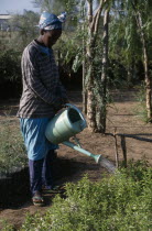 Woman using watering can to irrigate seedlings in plant nursery.African Eastern Africa Ethiopian Female Women Girl Lady Farming Agraian Agricultural Growing Husbandry  Land Producing Raising Female W...