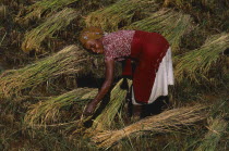 Young woman harvesting riceAfrican Eastern Africa Female Women Girl Lady Madagascaran Madagasikara Farming Agraian Agricultural Growing Husbandry  Land Producing Raising Female Woman Girl Lady Immatu...