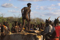 Hama Jumping of the Bulls initiation ceremony  the naked initiate runs over the backs of bulls  sometimes cows are used  - if he does so without slipping he is officially an adult