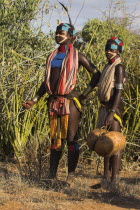 Hamer Jumping of the Bulls initiation ceremony  Girls watching ritual dancing round cows and bulls before the initiate does the jumping