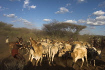 Hama Jumping of the Bulls initiation ceremony  manovering the cows and bulls into place ready for the jumpin