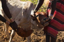 Dombo village  Hamer peoples  Hamer men collecting blood from cows neck for drinkingJane Sweeney