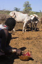 Dombo village  Hamer man stirring cows bood ready for drinking