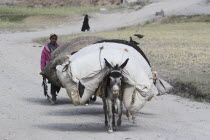 Aimaq boy follows laden donkey