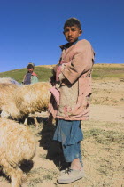 Shepard boy tending his flock  between Chakhcharan and Jam