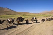 Kuchie nomad camel train between Chakhcharan and Jam