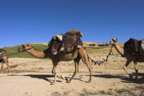 Kuchie nomad camel train between Chakhcharan and Jam