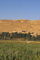 Poppy field between Daulitiar and Chakhcharan