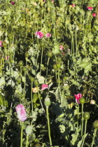 Poppy field between Daulitiar and Chakhcharan