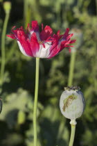 Poppy field between Daulitiar and Chakhcharan