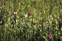 Poppy field between Daulitiar and Chakhcharan