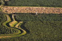 Man walks along path through fields in the early morning