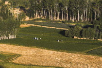 People walk along path through fields in the early morning