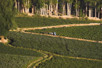 People walk with donkey along path through fields in the early morning