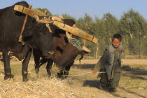 Boys threshing with oxen