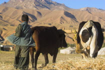 Boys threshing with oxen