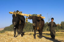 Boys threshing with oxen