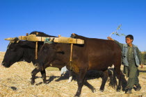 Boy threshing with oxen