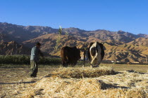 Boys threshing with oxen