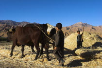 Boy threshing with oxen