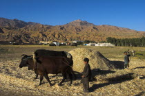 Boy threshing with oxen