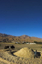 Boys threshing with oxen