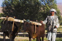 Man threshing with oxen