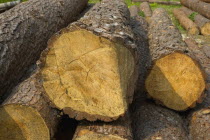 Amberley Working Museum. Logs of wood outside The West Sussex Woodturners.