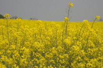 Field of yellow oilseed rape. Detail of flowers.