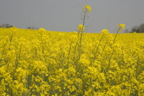 Field of yellow oilseed rape. Detail of flowers.